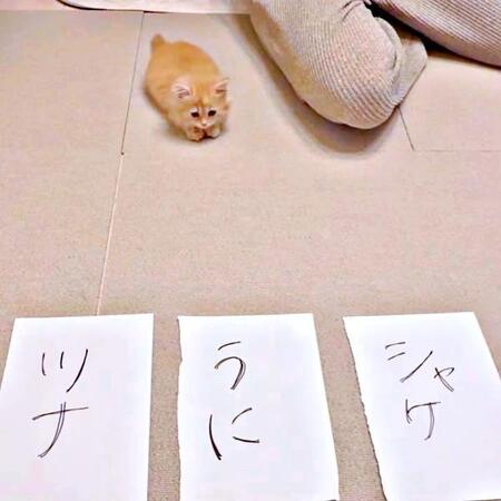 子猫の命名式！ 記念すべき瞬間が話題に（画像提供：うにまるさん）