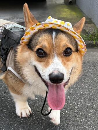 笑顔でお散歩！ 帽子がよく似合うニコくん（画像提供：nicoさん）