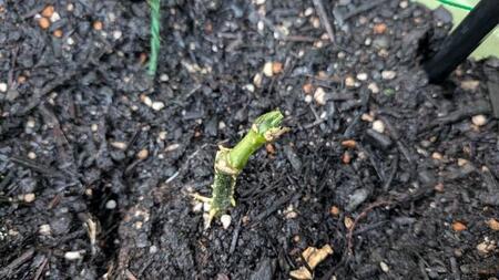 鹿に食べられてしまったキュウリ。このあと枯死
