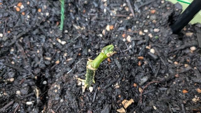 鹿に食べられてしまったキュウリ。このあと枯死
