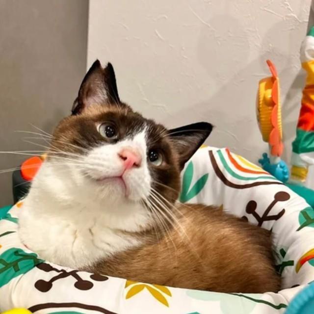 「新しいおもちゃありがとう」と言っているみたい（画像提供：ロンとテンと時々たっきーさん）※画像は一部トリミング