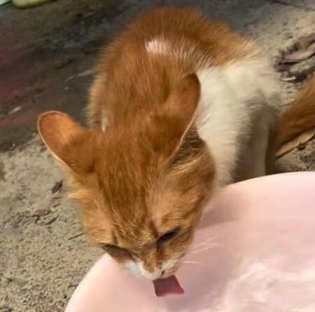 お水を飲む翔ちゃん（凛さん提供、Instagramよりキャプチャ撮影）※画像はトリミングしています