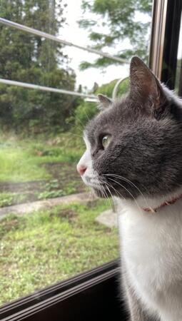 20歳超の愛猫が旅立った2日後…玄関に現れた三毛猫 「NNNから派遣された
