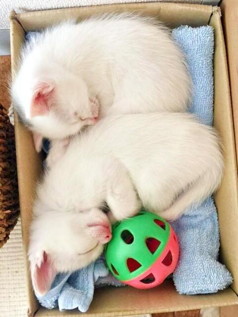 お迎え初日、箱の中で丸まって眠る生後1カ月ころの心ちゃん、空ちゃん（画像提供：ねこいろ日記さん）