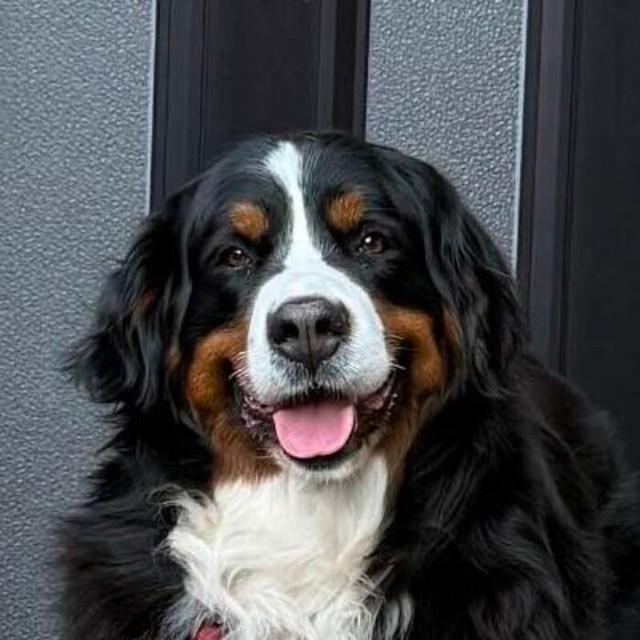 郵便やさん「今日は何もないよ～」大きな番犬に声をかけると、笑顔の犬