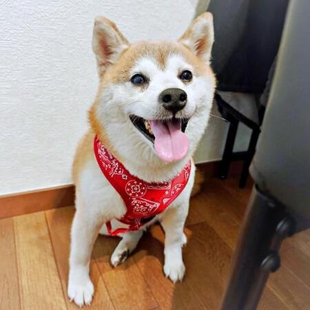 後ろ足を測った結果が話題になった涼夏ちゃん（画像提供：Kさん）