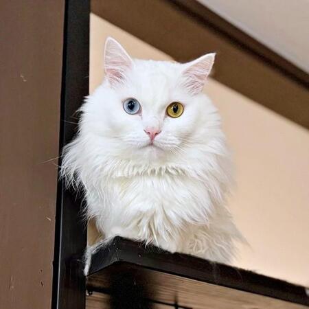 「どすこい座り？」 飼い主さんを思わず笑わせたベニまるくん（画像提供：ねこみ白書さん）
