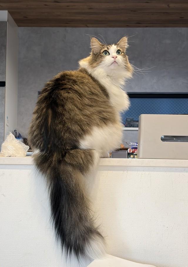 モツ猫 エッ、ホントに？ 5歳息子が描いたモフモフ猫に5.2万いいね 独創的な