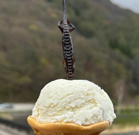 サンショウウオが刺さったソフトクリーム／投稿主さん提供＝画像をトリミングしています