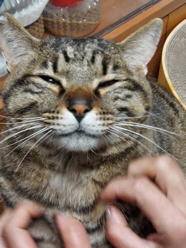 幸せを運んでくれたシマちゃん（画像提供：パン工房アウビングさん）