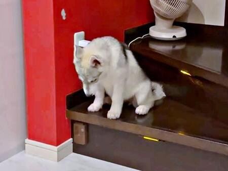 階段上で考え込むやちよちゃん（画像提供：やちよ Huskyさん）