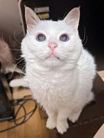 生前、よく毛布の上で寝ていたもこちゃん（画像提供：ねこぴったーさん）