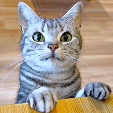 きゅるんとした瞳が愛らしいあんこくん（画像提供：あんこともなか 充電ねこさん）