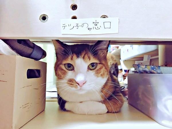 「テツ子の窓口」でスタンバイするテツ子ちゃん（画像提供：雑種犬つるちゃんと猫さん）
