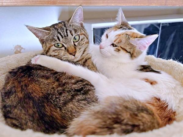 仲良し姉妹はいつも一緒♡（左から）ビビちゃん、チャチャちゃん（画像提供：KANAKO OGATAさん）