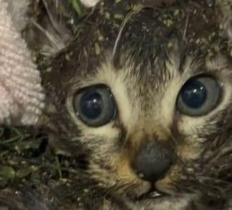 ネズミ捕りにかかったと思われる子猫を保護（「あかつきニャンコ」さん、Instagramよりキャプチャ撮影）