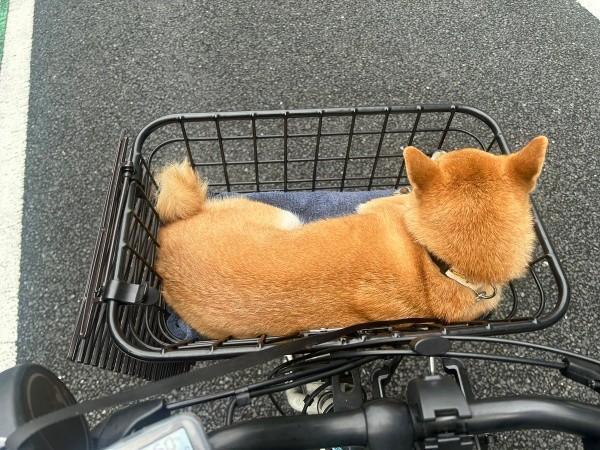 お出かけ中、くるっと振り返る小雪ちゃん（画像提供：柴犬 小雪さん）