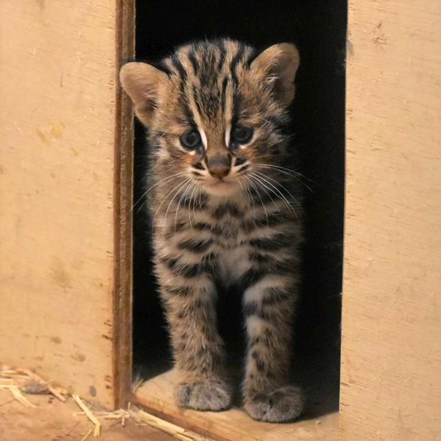 なぎ。生後１カ月を過ぎたころ（福岡市動物園提供）