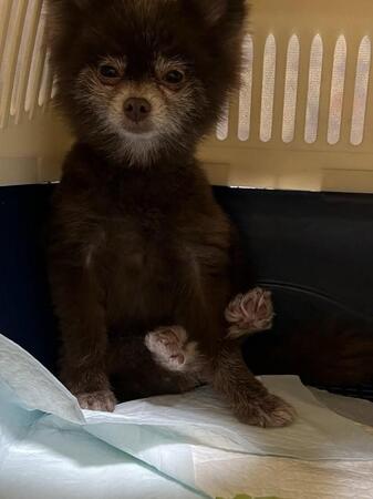 お迎え当初のゆーちゃん
