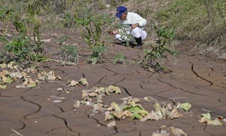 　豪雨で土砂が流れ込んだ石川県能登町の畑。出荷用に育てられていた野菜が泥に埋もれていた＝９月２９日