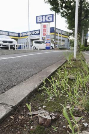 　旧ビッグモーター川崎店前にある街路樹の切り株＝２０２３年９月、川崎市