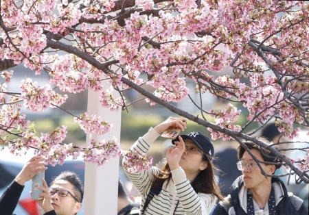 　気温が上がった東京都墨田区で桜の写真を撮る人たち＝２３日午後