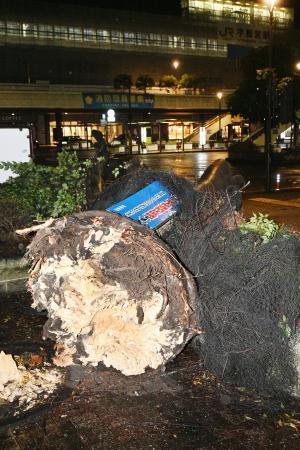 　ＪＲ宇都宮駅前のロータリーで倒れた木＝１２日未明、宇都宮市