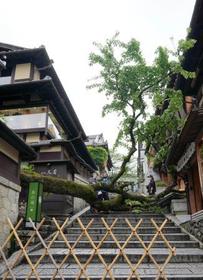 　産寧坂で倒れた桜の木＝２３日午後１時４８分、京都市東山区