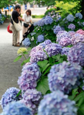 　福岡市内の公園に咲くアジサイ。気象庁が山口県を含む九州北部が梅雨入りしたとみられると発表した＝１７日午後