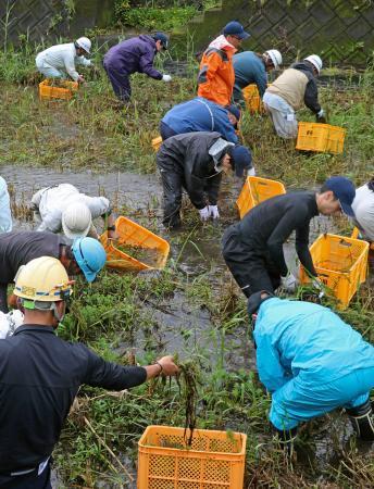 　河川に繁茂している特定外来生物「オオフサモ」を駆除する人たち＝１７日、鹿児島県奄美市