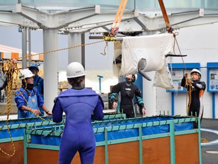 避難イルカ、帰還へ移送　石川・のとじま水族館