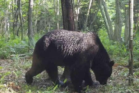 北海道のヒグマ捕獲数最多　１８０４頭、２３年度