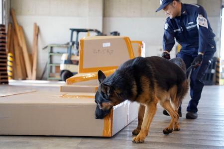 　「青海コンテナ検査センター」で貨物を調べる麻薬探知犬＝１０日午前、東京都江東区