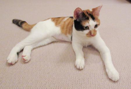 愛子さま２４歳に　新しい経験積んだ１年