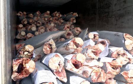 　「道源」が輸出しようとした冷凍アオザメ＝２０２５年