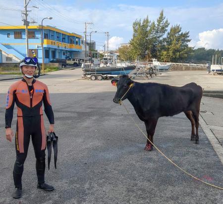 　男性潜水士に救助された牛＝２３日、沖縄県・宮古島（宮古島海上保安部提供）
