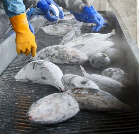 焼津の水産加工会社元役員に有罪　水揚げの冷凍カツオ、港で窃盗