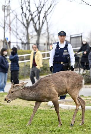 大阪市の公園にシカ現る　若い雄、奈良から放浪？