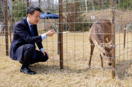 大阪で保護のシカ、人が好きかも　「サービス精神旺盛やな」と市長