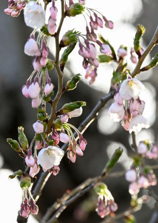 　札幌市の札幌管区気象台で開花したソメイヨシノ＝１８日午後