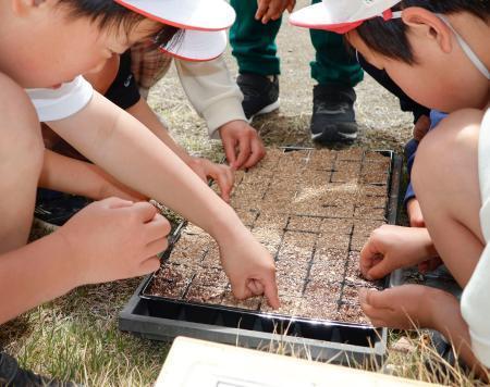 　マリーゴールドの種まきをする上野小の児童ら＝２４日午前、群馬県上野村