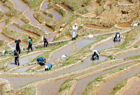 　石川県輪島市の「白米千枚田」で田植えをする人たち＝９日午前