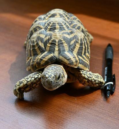 　拾得物として届けられた「インドホシガメ」とみられるカメ＝１３日午後、岐阜県警垂井署
