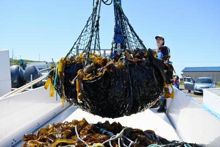 　北海道根室市の港に水揚げされたコンブ＝１日午前