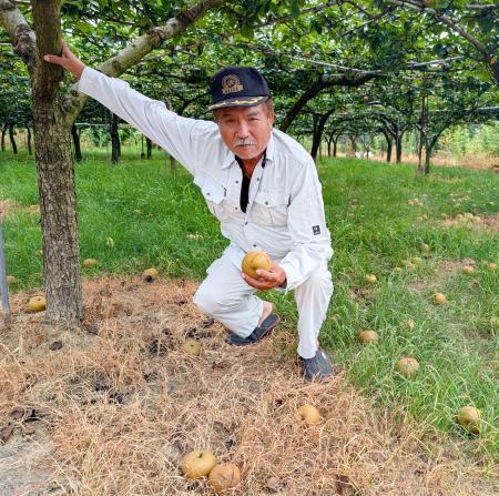 　地震でナシが落下する被害が出た農家の吉田親史さん＝３０日、熊本県氷川町