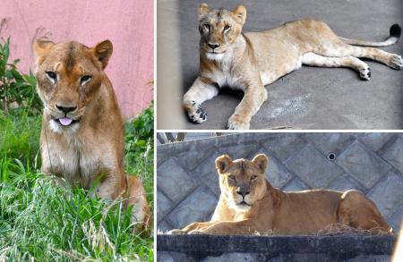 　多摩動物公園で飼育していたライオンの「ムギ」（右上）、「ルエナ」（右下）、「イチゴ」（東京動物園協会提供）