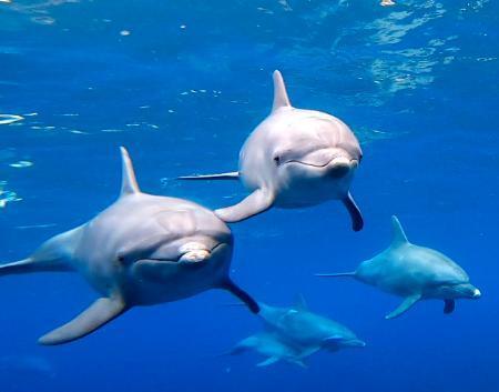 　伊豆諸島・御蔵島で生息するミナミハンドウイルカの親子（勝島日向子さん提供）