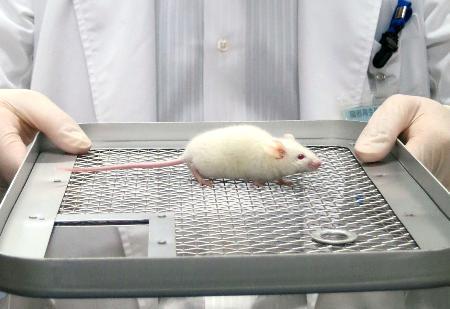 　動物実験で使われるマウス