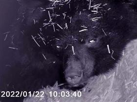 　赤外線カメラに写る冬眠中の雌のクマ「リオ」＝２０２２年（盛岡市動物公園ＺＯＯＭＯ提供）