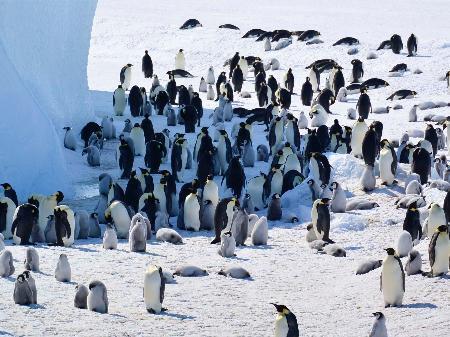 　南極・ロスチャイルド島のコウテイペンギンの群れ。羽毛が灰色なのがひな（（Ｃ）Ｐｈｉｌｉｐ　Ｔｒａｔｈａｎ／ＩＵＣＮ提供）